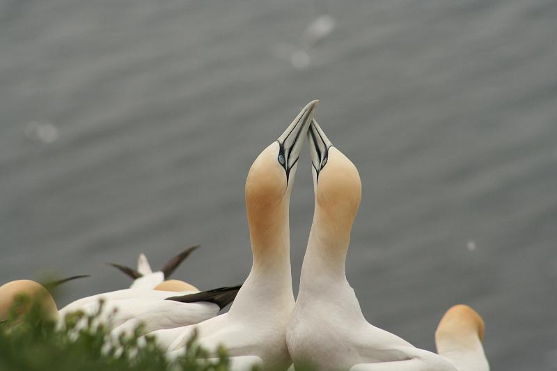 50DP-2009-015 Bild059.JPG